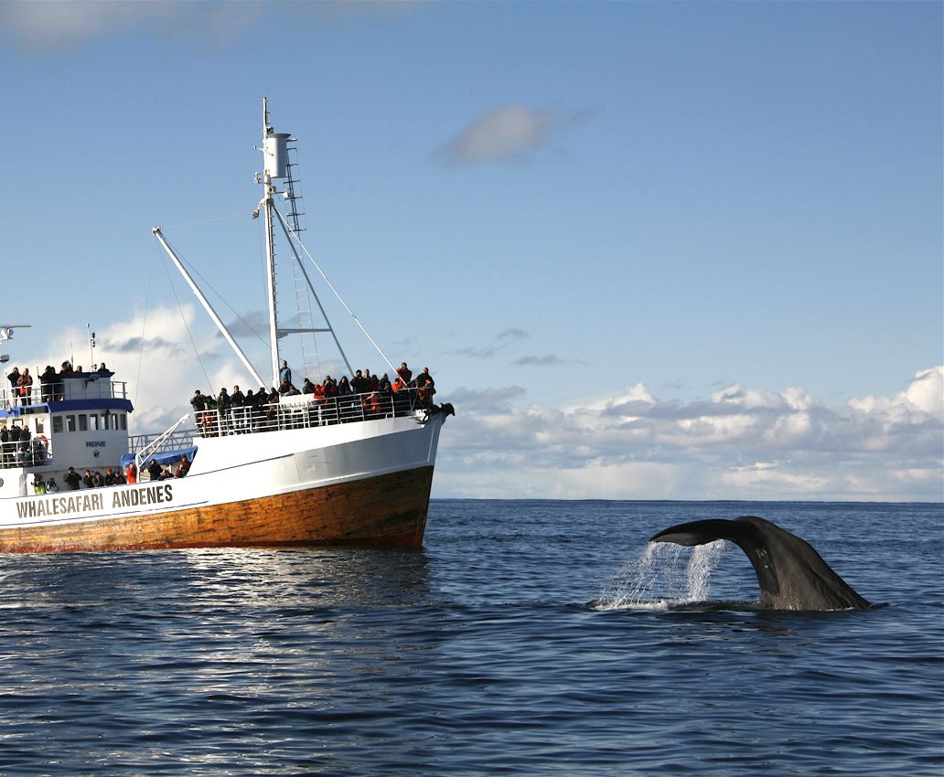 Whale safari from Andenes Summer (big boat) Visit Lofoten