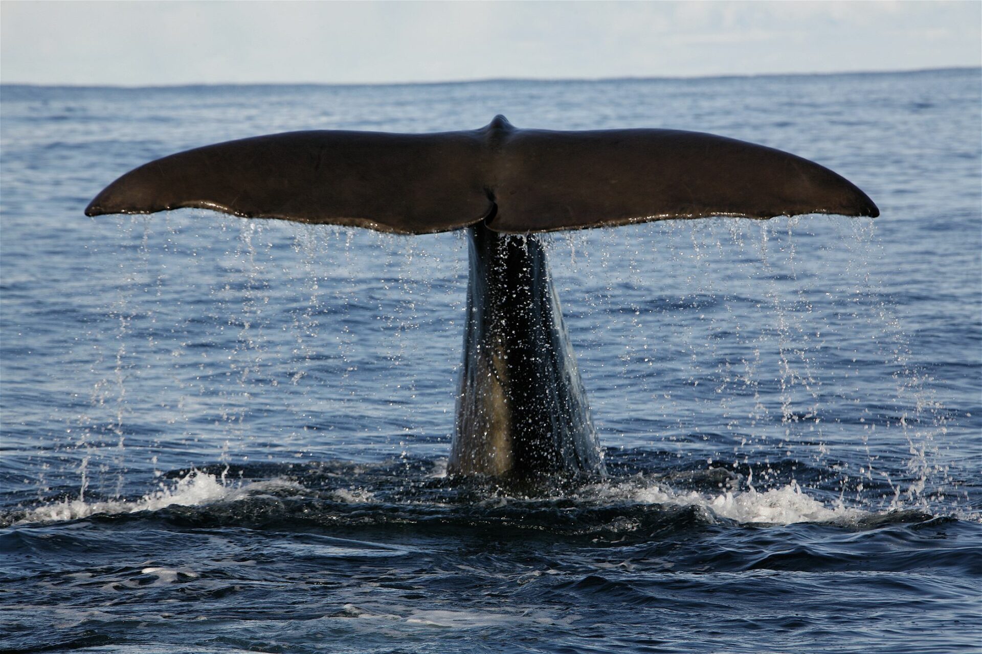 whale safari andenes